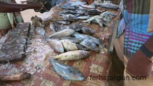 Bunte Fische vom Ozean