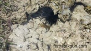 Diademseeigel bei Ebbe