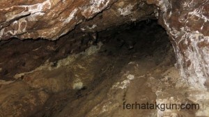 Fledermause in der Hoehle