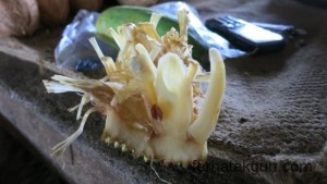 Jackfrucht in Kilwa Masoko