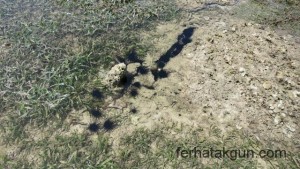 Noch mehr Diademseeigel