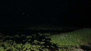 Suche nach Flusspferden bei Nacht