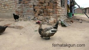 Tiere im Saint Benedict