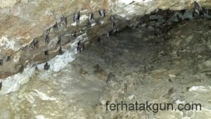 Und noch mehr Fledermause