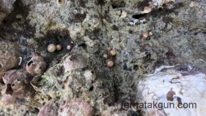 Vermutlich Krebseier