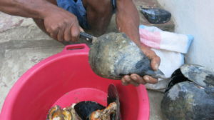 antalaha-miesmuscheln-aus-cap-est-1