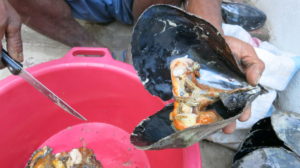 antalaha-miesmuscheln-aus-cap-est-3