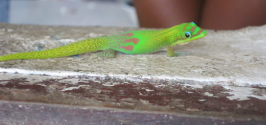 antalaha-taggecko-1