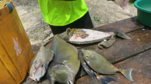 filetieren-der-fische-mer-demeraude