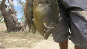 fische-vom-mer-demeraude-2