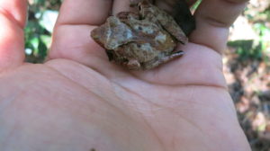 ranomafana-frosch