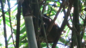 ranomafana-lemur-1