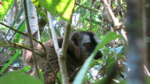 ranomafana-lemur-2