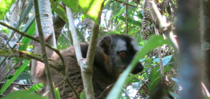 ranomafana-lemur-2