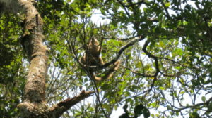 ranomafana-lemur-3