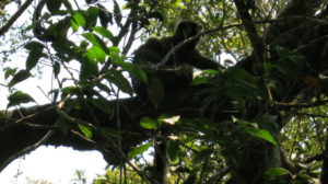 ranomafana-lemur-4