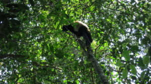 ranomafana-lemur-5