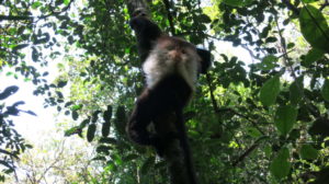 ranomafana-lemur-6