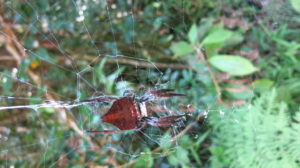 ranomafana-spinne