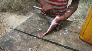 sauberung-der-fische-mer-demeraude