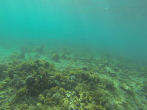 unter-wasser-1 ifaty mangily