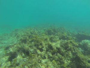 unter-wasser-2 ifaty mangily