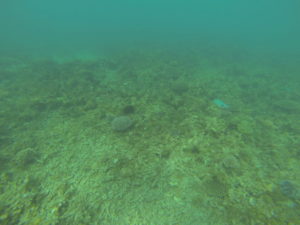 unter-wasser-3 ifaty mangily