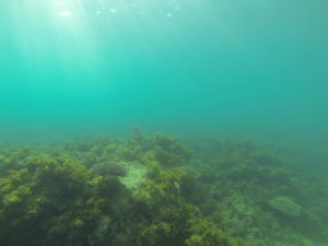 unter-wasser-4 ifaty mangily