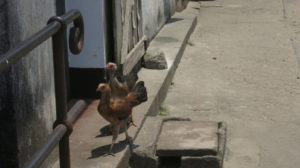 Toamasina - Chicks