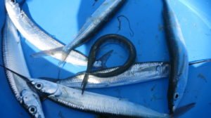 Toamasina - Fischer fischen 6