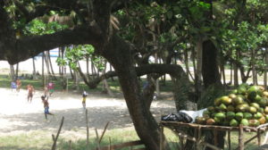 Toamasina - Frische Kokosnüsse