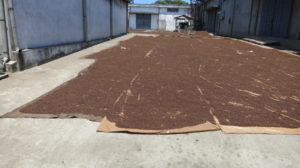 Toamasina - Nelken trocknen in der Sonne