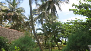 Toamasina - Palmen Hotel Marotia