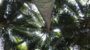 Toamasina - Palmenhimmel