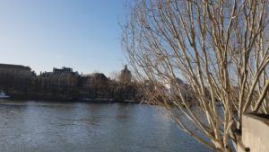 seine white tree