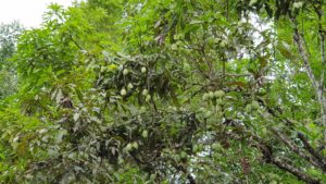 Mangos wachsen hier wie Unkraut