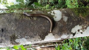 Krabbeltier im Urwald