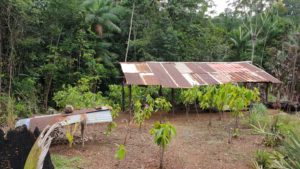 Fundstück im Urwald