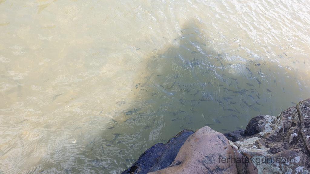 El Balneario Pozo Azul - Fische