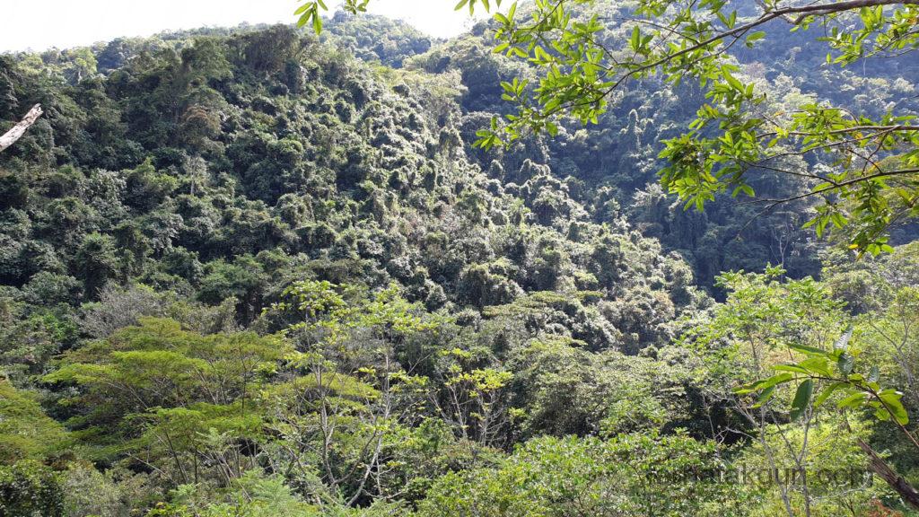 Cascada de Juan Curi - Wald