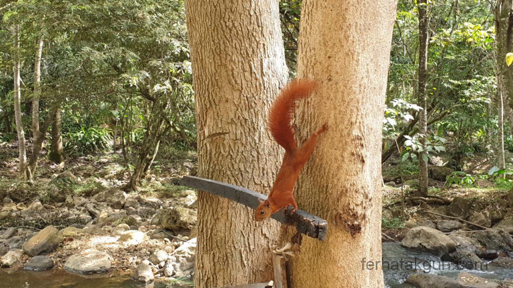 El Gallineral - Eichhörnchen
