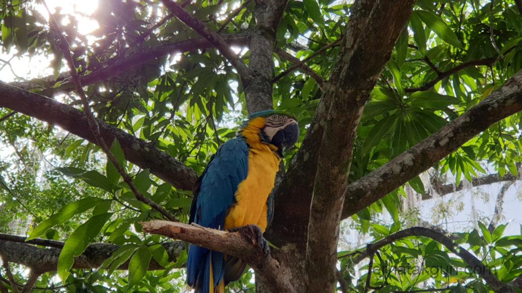 El Gallineral - Papagei