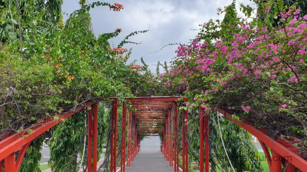 Panama City - Holzbrücke mit Blumen