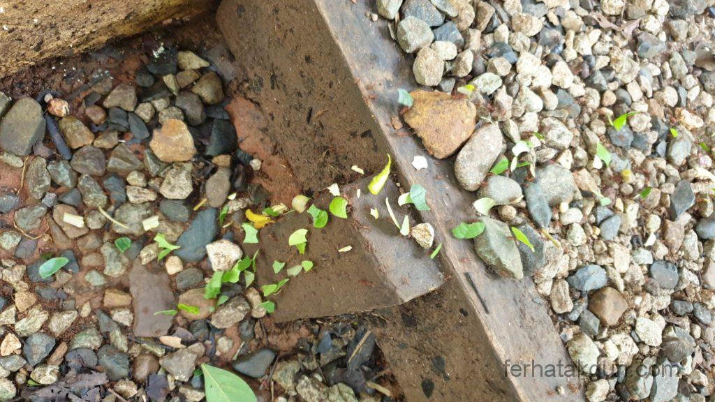 Parque Natural Metropolitano - Rote Ameisen