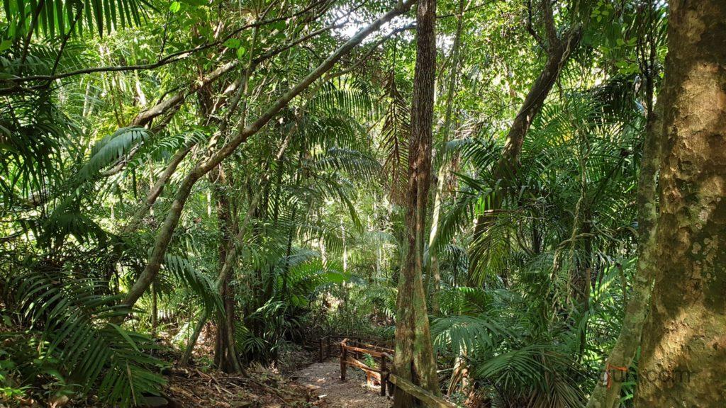 Parque Natural Metropolitano - Wald