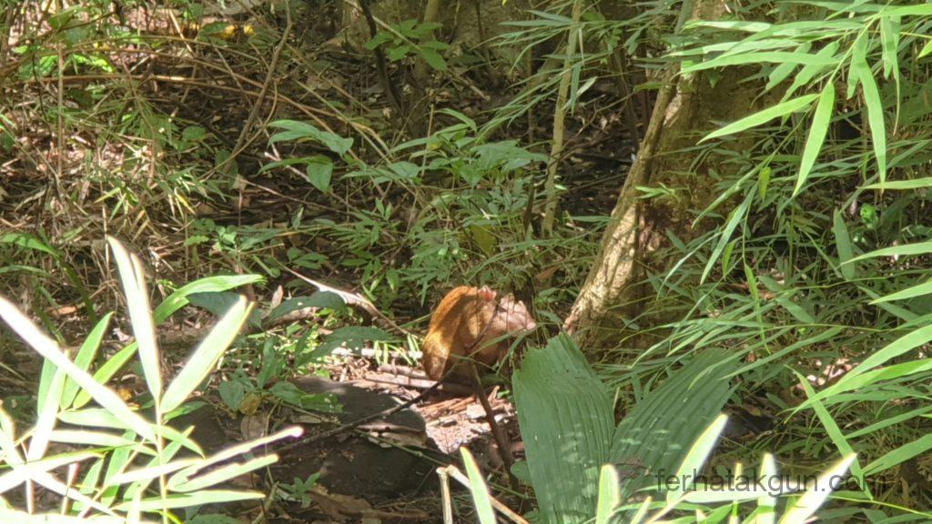 Parque Natural Metropolitano - Vielleicht ein Opossum