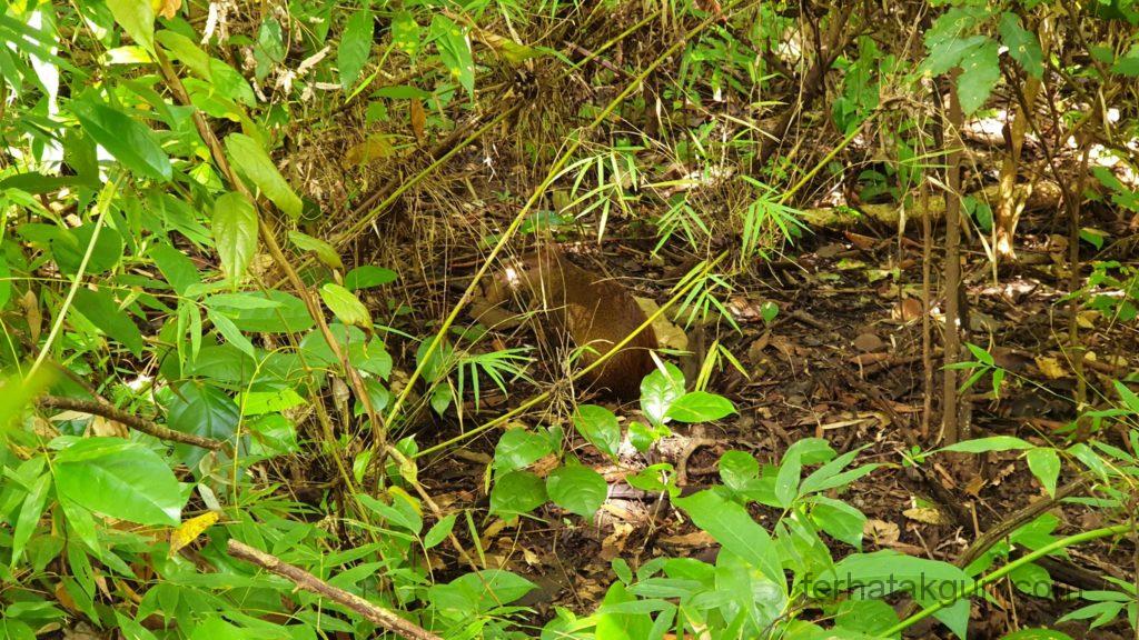 Parque Natural Metropolitano - Irgendein Tier