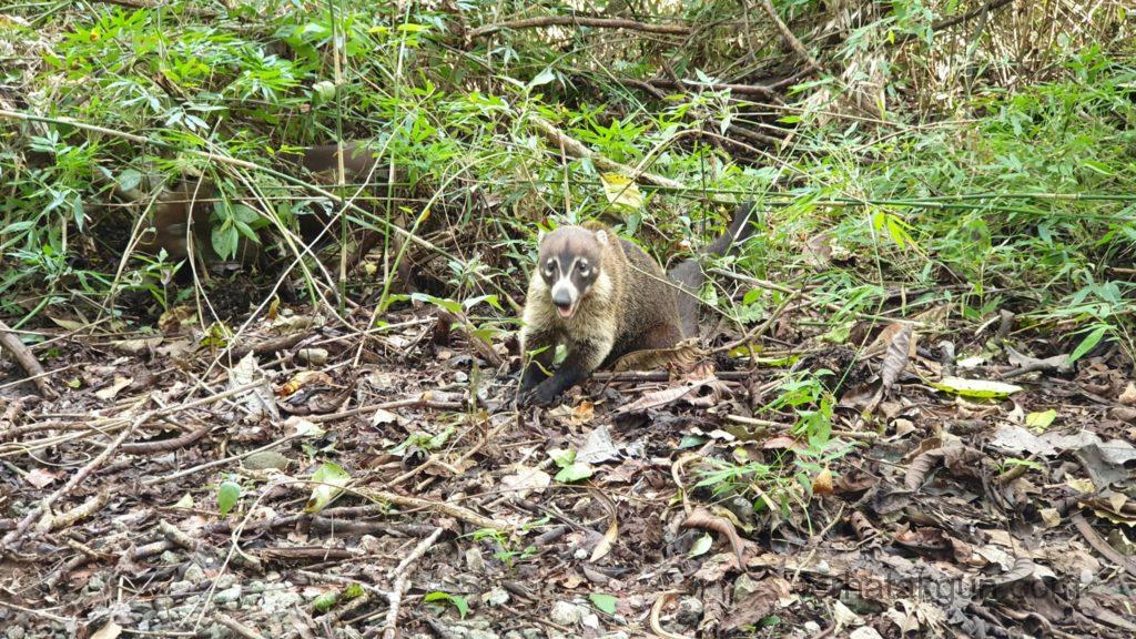 Parque Natural Metropolitano - Nasenbär