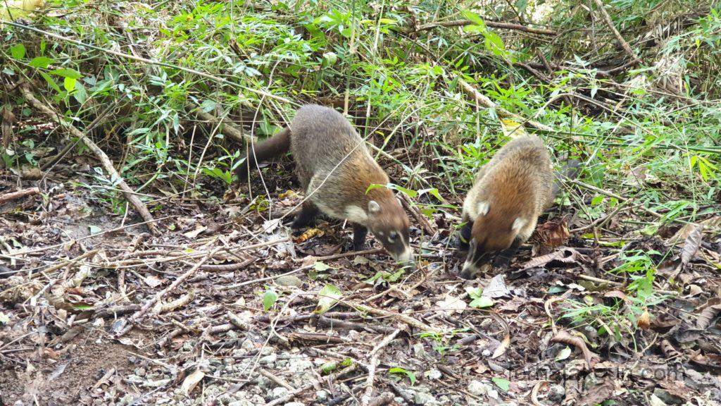 Parque Natural Metropolitano - Nasenbären