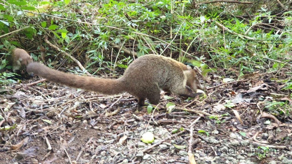 Parque Natural Metropolitano - Nasenbären